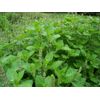 cholesterol control - Holy Basil Extract 750mg 1B - natural weight loss