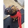 Biothane Dog Muzzle | Training & Behaviour | Strong, Waterproof Design | XL American Bully, XL Bully | Handmade, Durable