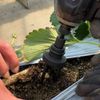 Tsuchiyu Sangyo KNS-03 03862 Bit Replaceable Uprooting Socket, Impact Wrench Compatible, For Removing Strawberry Seedlings