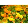 Calendula Plant Start – Organic Heirloom Marigold | Pollinator Friendly