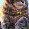 4 Extra Loud Cat & Dog Bells | Pet Tracker | Save Birds & Wildlife