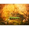 Cubika Wooden toy Rainbow Caterpillar