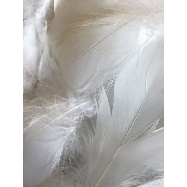 Zebra Balloons White Feathers, 100 Pack