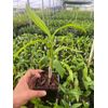 Dendrobium Burana Charming Comes in 4" Pot
