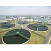 Chlorella Industry Co., Ltd. Raw Chlorella for Aquarium Fish - V12 (100ml)