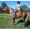 FORCO PELLETS equine, dog, cat digestive supplement 10lb PAIL