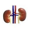 urinary tract health - KIDNEY SUPPORT 700MG - buchu leaf supplement 1B