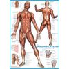 EuroGraphics Muscular System Puzzle (1000-Piece) (6000-2015)