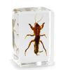 Real Mole Cricket Insect Paperweight Taxidermy