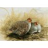 Resting Grey partridge greeting card by Dick Twinney
