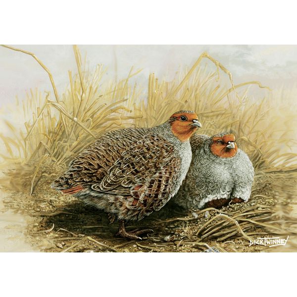 Resting Grey partridge greeting card by Dick Twinney