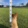 'Cute Cauliflower Sheep' Dog Lead/Leash (DL00023413)