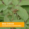 Herb Pharm Certified Organic Blue Cohosh Liquid Extract - 1 Ounce