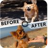 Dog Pet Training Collar with Remote Rechargeable Waterproof Shock Anti Bark