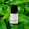 Belle Aroma 10 ml 100% Pure Peppermint Essential Oil