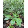 Wild American Ginseng Leaf Extract 1Fl Oz Dropper Bottle