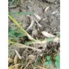 MOSO Live Bamboo Root 6pc per order, 5 in or longer.