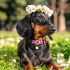 dog collar girl (Pink, L)