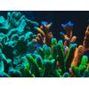 Vanadium 120 mL - Trace Element for Saltwater Aquariums