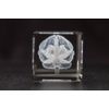 Brain 3D Laser 1lb Crystal with Brain Sticky Notepad, Anatomy, Neurology, Mind
