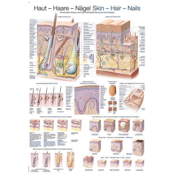 Lehrtafel"Haut-Haare-Nägel", 50x70cm