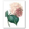 Hydrangea Print, Botanical Flower Illustration, 8 x 10 Inches, Unframed