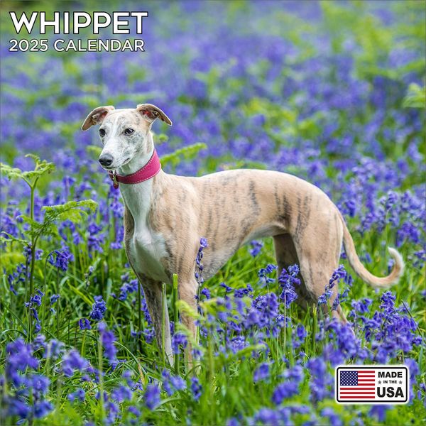 Whippet Calendar 2025 - Dog Breed Wall Calendar - Made in the USA!