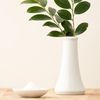 White cleyera Japonica Placket