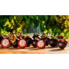 Antioxidant Elixir - MANGOSTEEN COMPLEX - Premium Defense - 1B 60 Caps