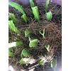 Dragon Fruit Cutting 2 White Pitaya Cactus Bare Root Ready To Plant