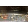 20+2 CULLS Neocaridina Shrimp Blue Juvenile Algae Eater