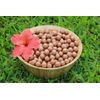In Shell Macadamia Nuts Fresh from Hawaii, (4 pounds)
