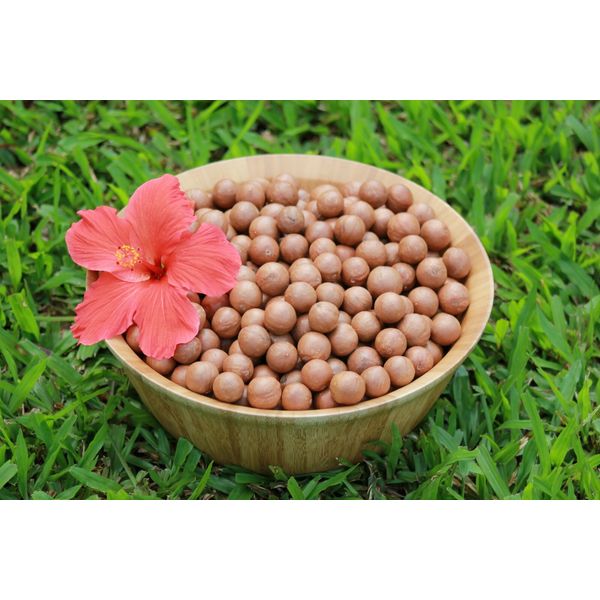 In Shell Macadamia Nuts Fresh from Hawaii, (4 pounds)