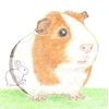 Gilbert the Guinea Pig - Birthday Card