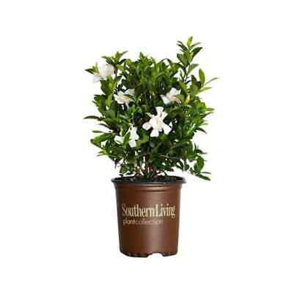 Live Gardenia with White Fragrant Blooms 2.5 qt Evergreen Shrub Garden Plant