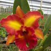 Rlc Siam Firework Live Orchid Plant 2B32