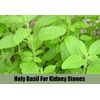 Increased Energy - Holy Basil Extract 745mg - Tulsi Capsules 1B