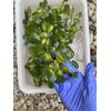 (15) Water Hyacinth Koi Pond Floating Plants Rid Algae Medium - Small 2”-4”
