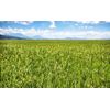 Rice n Shine Meal Replacement - 30 Day Supply - VANILLA