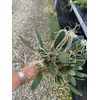Dendrobium Aggregatum (lindleyi) Large Mounted Plant. WHOPPER ~~