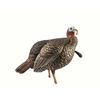 Avian-X HDR Jake Turkey Decoy - AVX8105