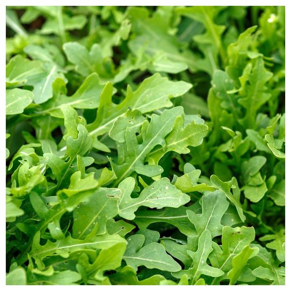 Everwilde Farms - 1 Oz Organic Roquette Arugula Herb Seeds - Gold Vault Packet