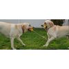 Tug O War Dog Chew Toy Dental