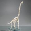 PLANNOSAURUS BRACHIOSAURUS MDL KIT