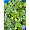 (4) Water Hyacinth Koi Pond Floating Plants Rid Algae LARGE Jumbo 5-7”