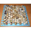 210+  KINGsBROWN XL. JUMBO brown coturnix quail hatching eggs,