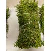 8 oz. CHAPARRAL *MEDICINAL HERB* DESERT RAIN