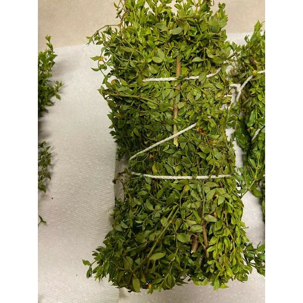 8 oz. CHAPARRAL *MEDICINAL HERB* DESERT RAIN