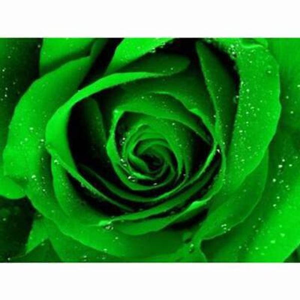 100PCS Seeds Flowers Rose Bush Green Strong Fragrant Perennial Plant Home Garden