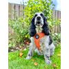 BullyBillows Active Light Dog Harness With Handle | Premium Padded Lining & Highly Reflective Harness | Orange Small